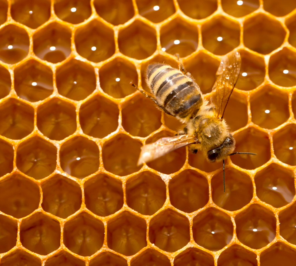 Bees on honeycomb with a close-up view

